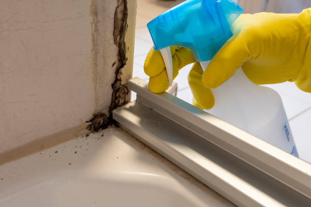 Best Commercial Mold Removal  in Cookeville, TN