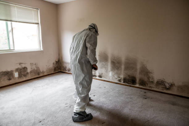 Trusted Cookeville, TN Mold Removal Experts